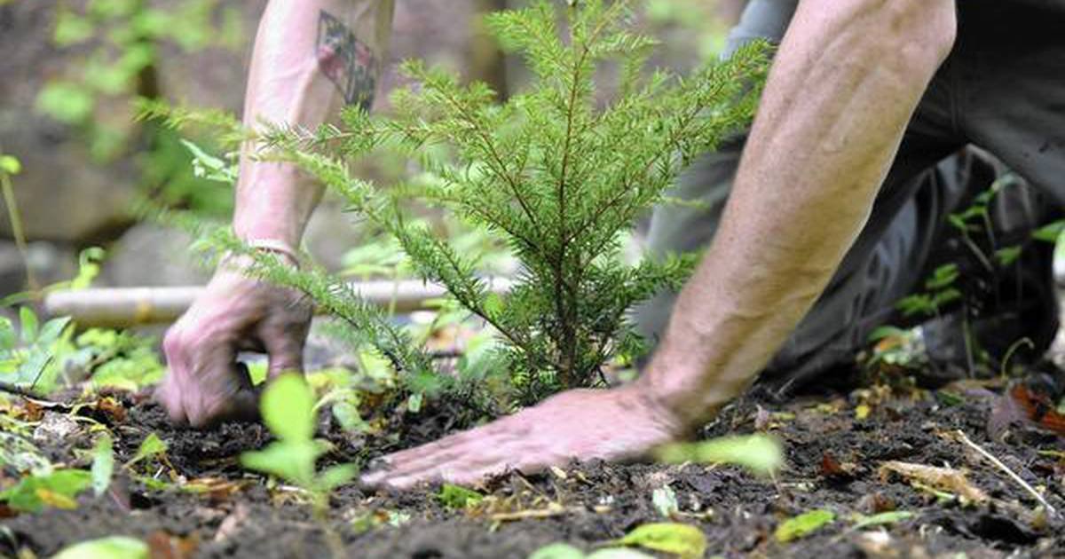 The Importance of Choosing the Right Soil for Your Plants