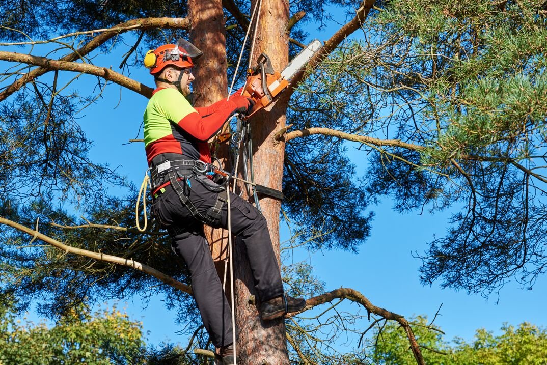Tree Trimming Tips for 2026: Enhance the Beauty of Your Landscape