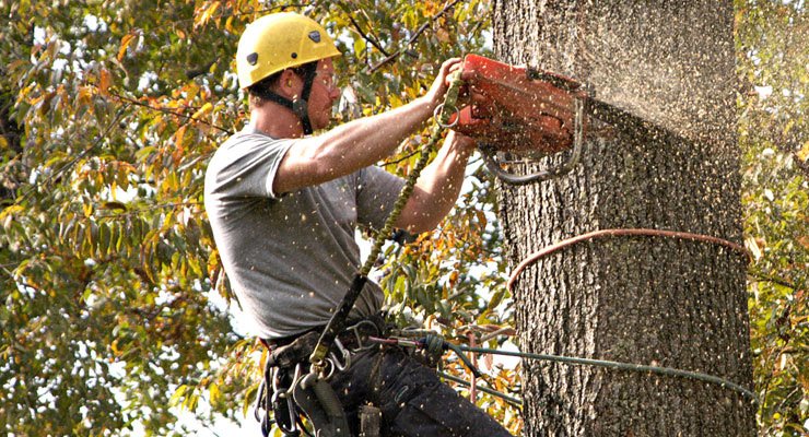 What Is The Difference Between Tree Trimming And Pruning