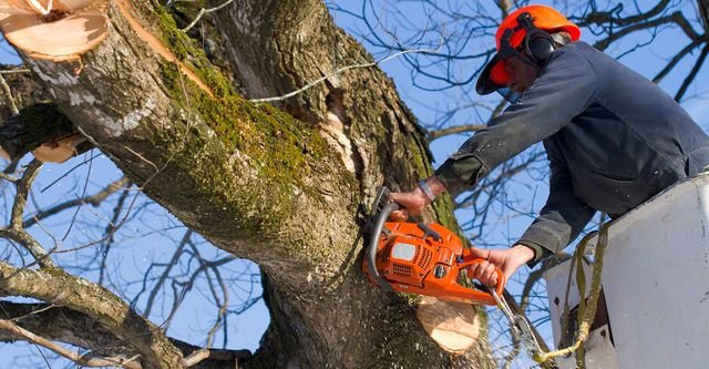When is the Best Time of Year to Remove Trees